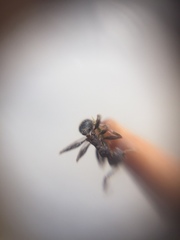Pheidole sharpi