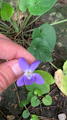 Viola alba