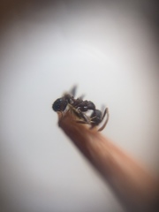 Pheidole sharpi