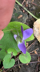 Viola alba