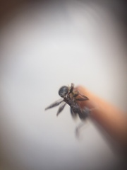 Pheidole sharpi