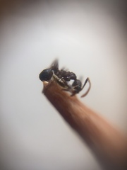 Pheidole sharpi