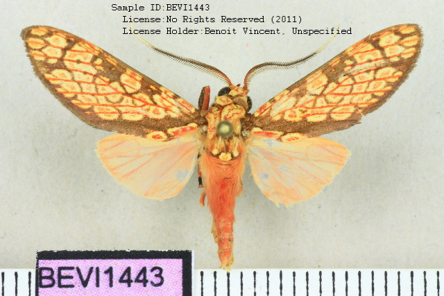 Cresera simillima