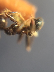 Pheidole sharpi