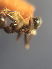 Pheidole sharpi