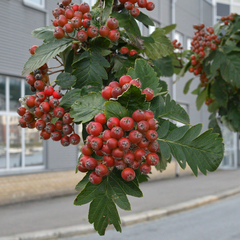 Hedlundia thuringiaca