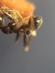 Pheidole sharpi