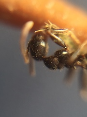 Pheidole sharpi