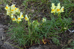 Linaria vulgaris