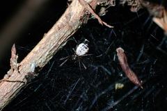 Prosoponoides sinense