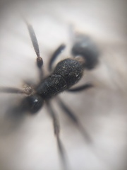 Bothroponera sulcata