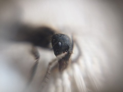 Bothroponera sulcata