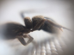 Bothroponera sulcata