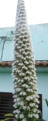 Echium simplex