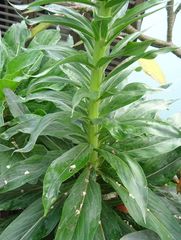 Echium simplex