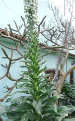 Echium simplex