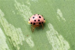 Paraplectana duodecimmaculata