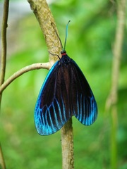 Pompelon marginata