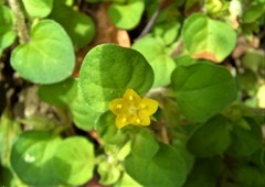 Lysimachia japonica