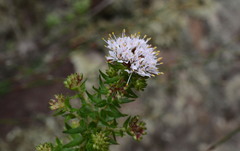 Agathosma ciliata