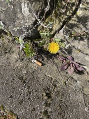 Taraxacum