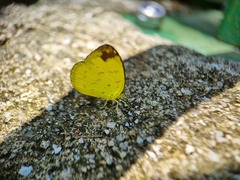 Eurema simulatrix tecmessa