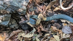 Chironius flavopictus