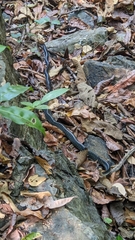 Chironius flavopictus