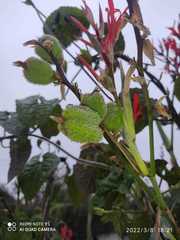 Heliconia schiedeana