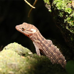 Gymnodactylus darwinii