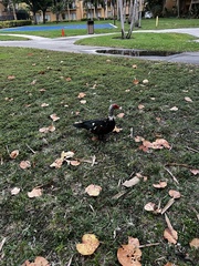 Cairina moschata domestica