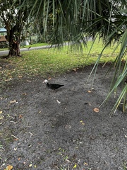 Cairina moschata domestica