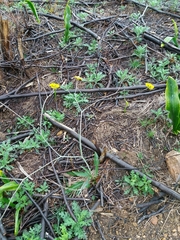 Ranunculus bupleuroides