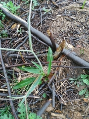 Ranunculus bupleuroides