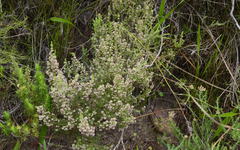 Erica hispidula hispidula