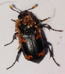Nicrophorus nepalensis