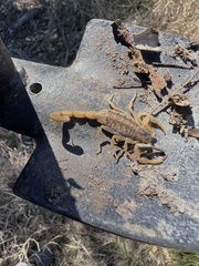 Centruroides vittatus