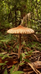 Macrolepiota