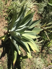 Agave attenuata