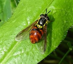 Chrysotoxum triarcuatum