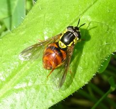 Chrysotoxum triarcuatum