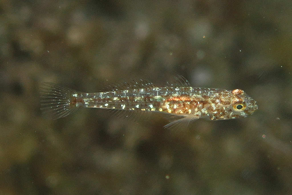 Photo of Red-mouthed goby (Gobius cruentatus)