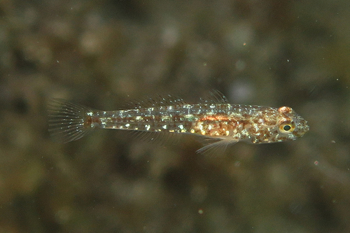 Red-mouthed goby (Gobius cruentatus) — Gobiidae