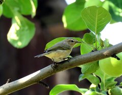 Phylloscopus collybita