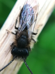 Andrena fulva