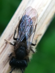 Andrena fulva