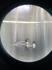 Branta hutchinsii hutchinsii