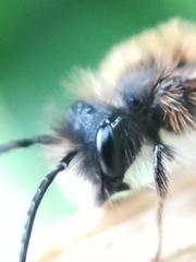 Andrena fulva