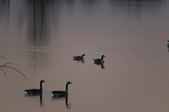 Branta hutchinsii hutchinsii