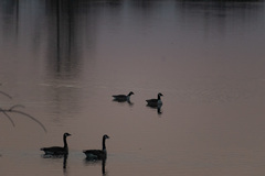 Branta hutchinsii hutchinsii